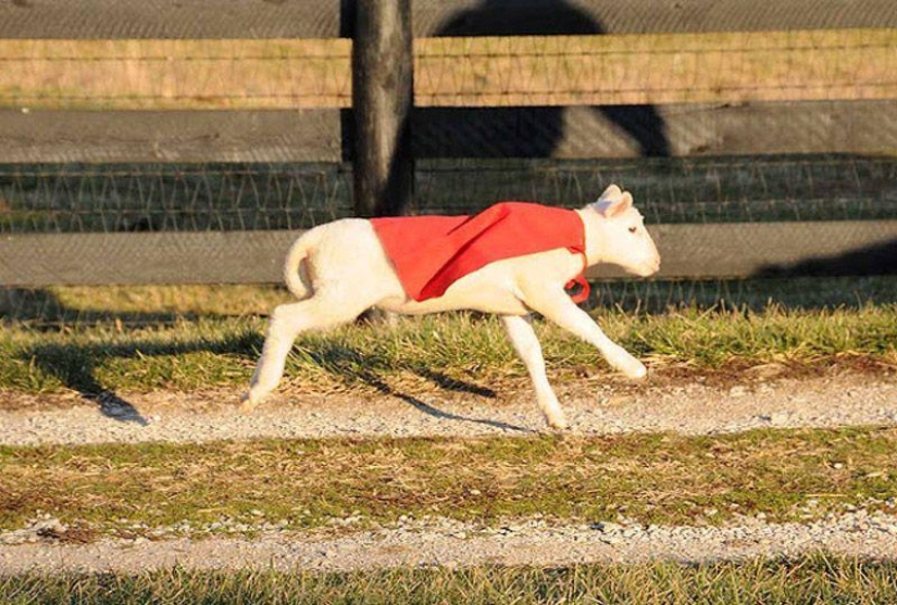 Maisy la oveja adorable Maisy la oveja adorable