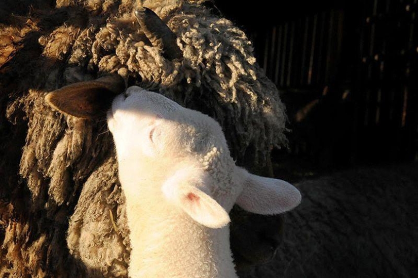 Maisy la oveja adorable Maisy la oveja adorable