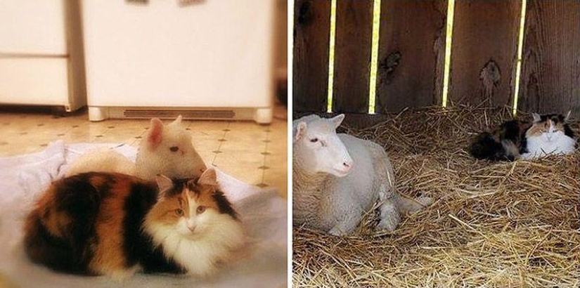 Maisy la oveja adorable Maisy la oveja adorable