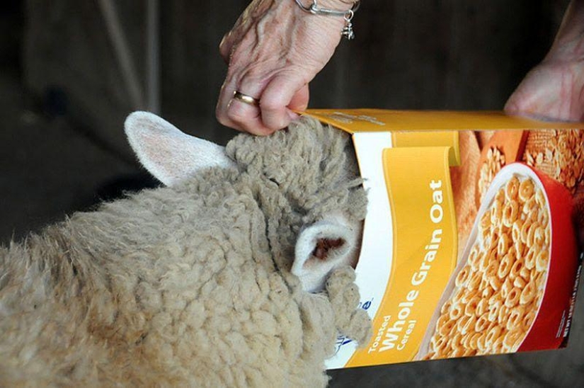 Maisy la oveja adorable Maisy la oveja adorable