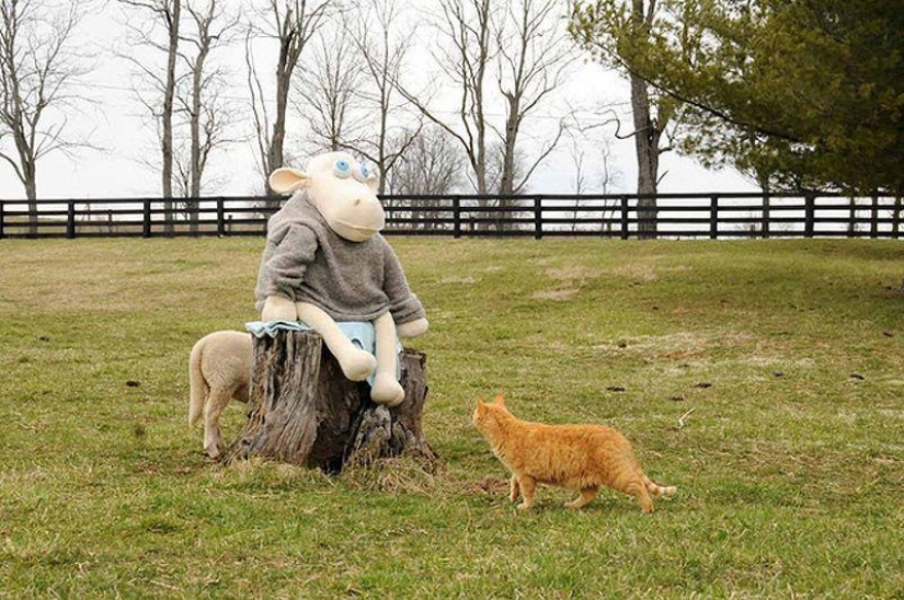 Maisy la oveja adorable Maisy la oveja adorable