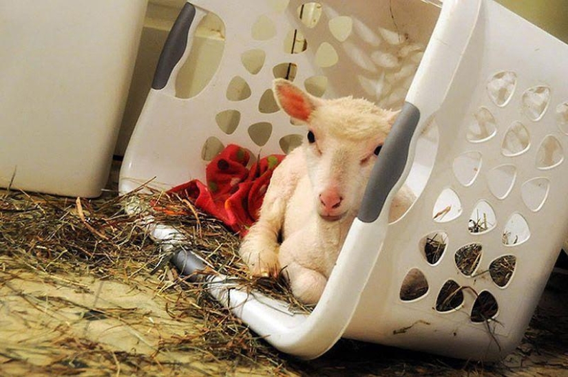 Maisy la oveja adorable Maisy la oveja adorable