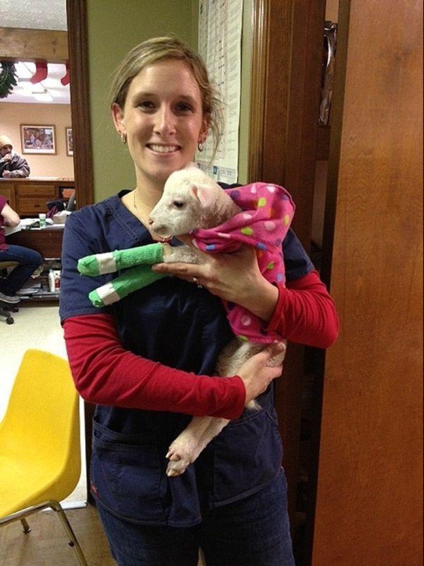 Maisy la oveja adorable Maisy la oveja adorable