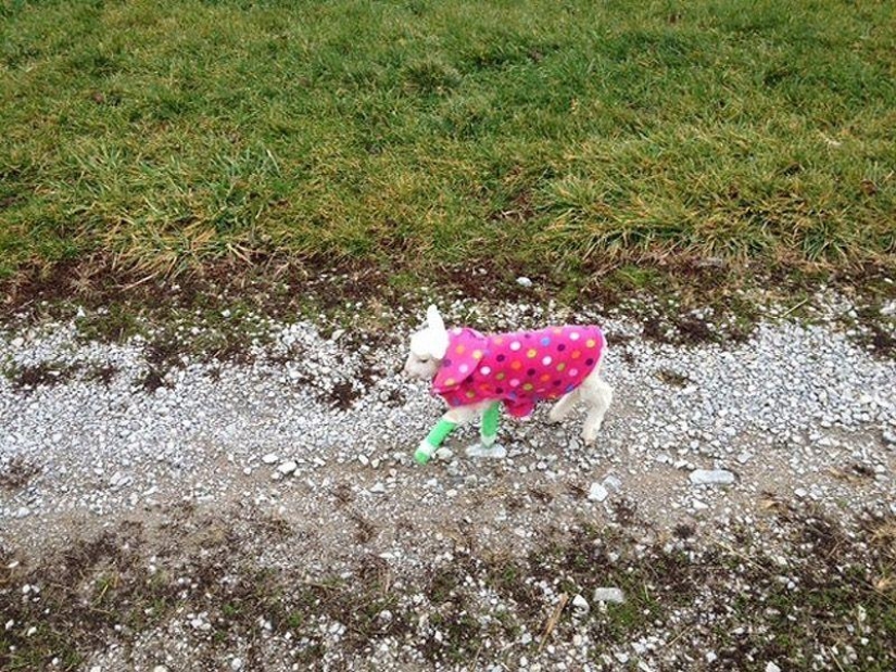 Maisy the adorable sheep Maisy the adorable sheep