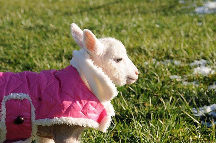 Maisy the adorable sheep Maisy the adorable sheep