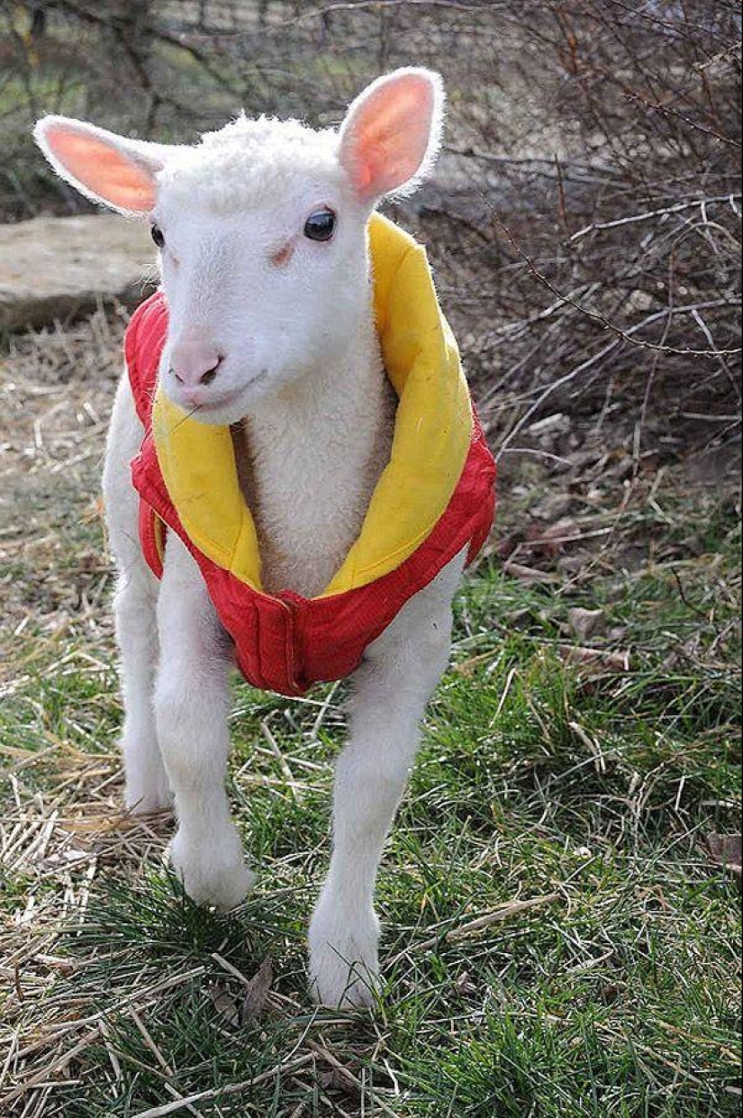 Maisy the adorable sheep Maisy the adorable sheep