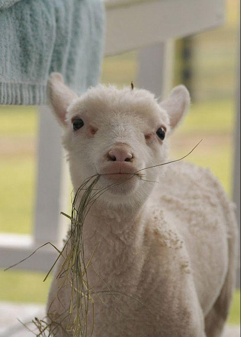 Maisy the adorable sheep Maisy the adorable sheep