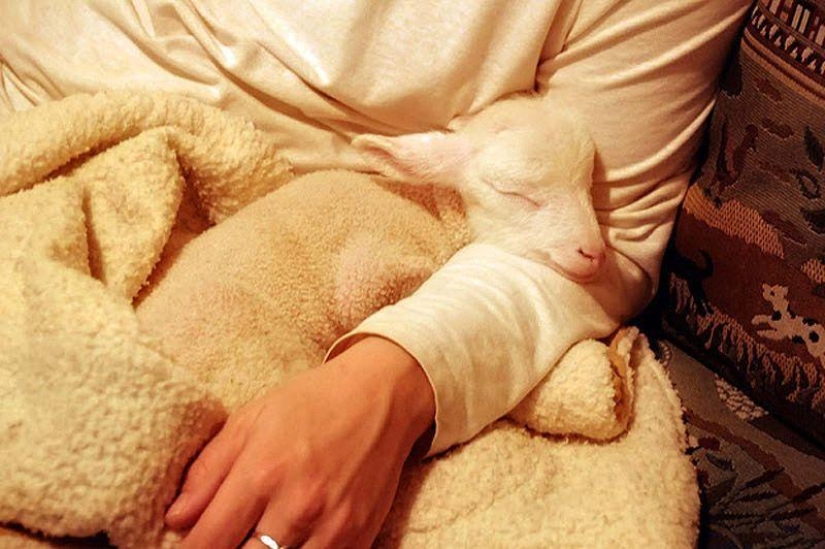 Maisy the adorable sheep Maisy the adorable sheep