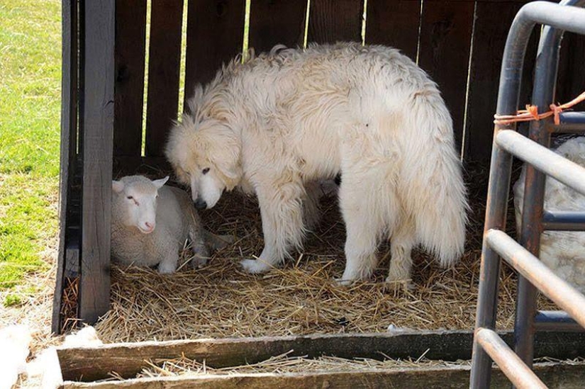 Maisy the adorable sheep Maisy the adorable sheep
