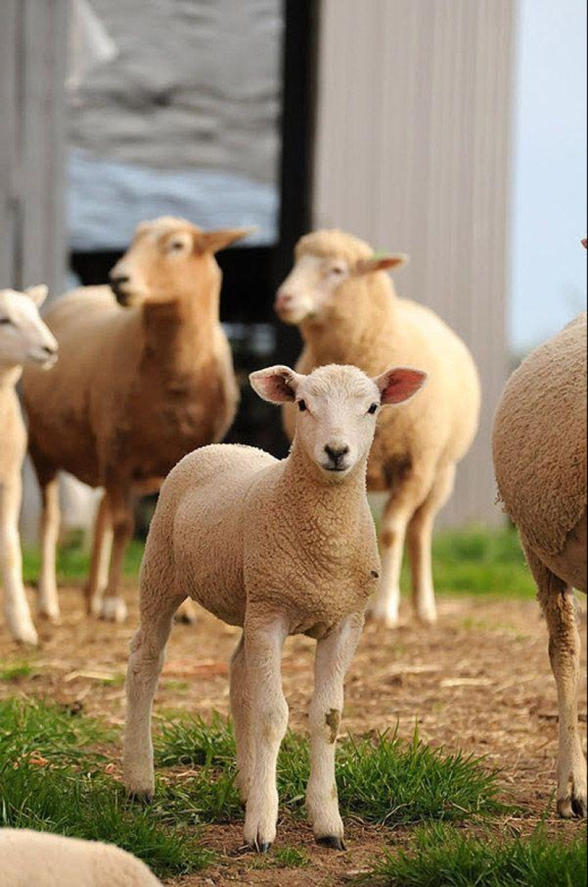 Maisy the adorable sheep Maisy the adorable sheep