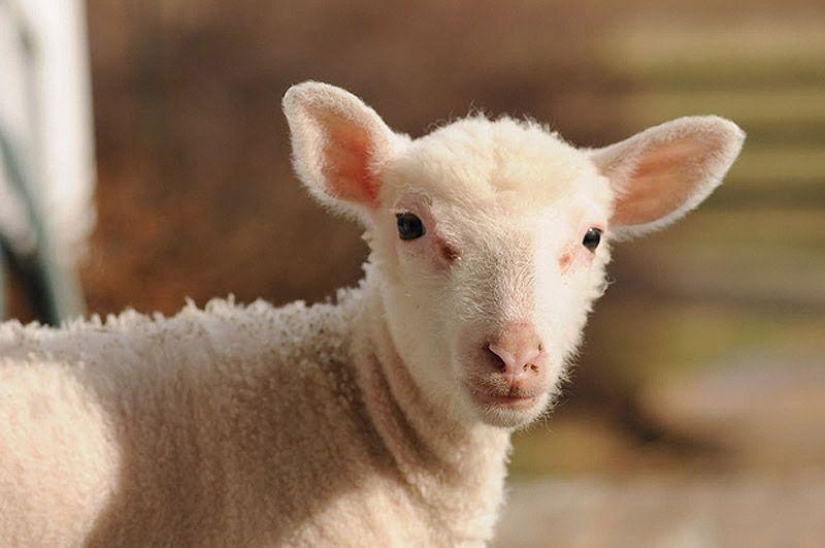 Maisy the adorable sheep Maisy the adorable sheep