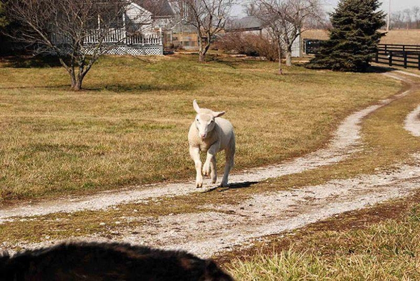 Maisy the adorable sheep Maisy the adorable sheep