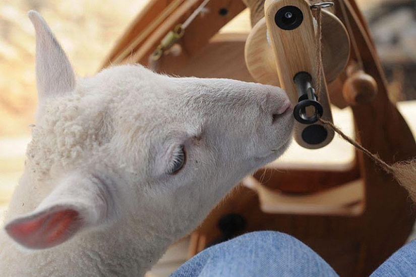 Maisy the adorable sheep Maisy the adorable sheep