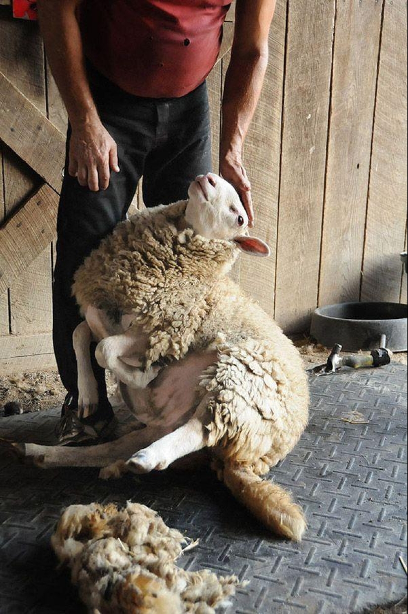 Maisy the adorable sheep Maisy the adorable sheep