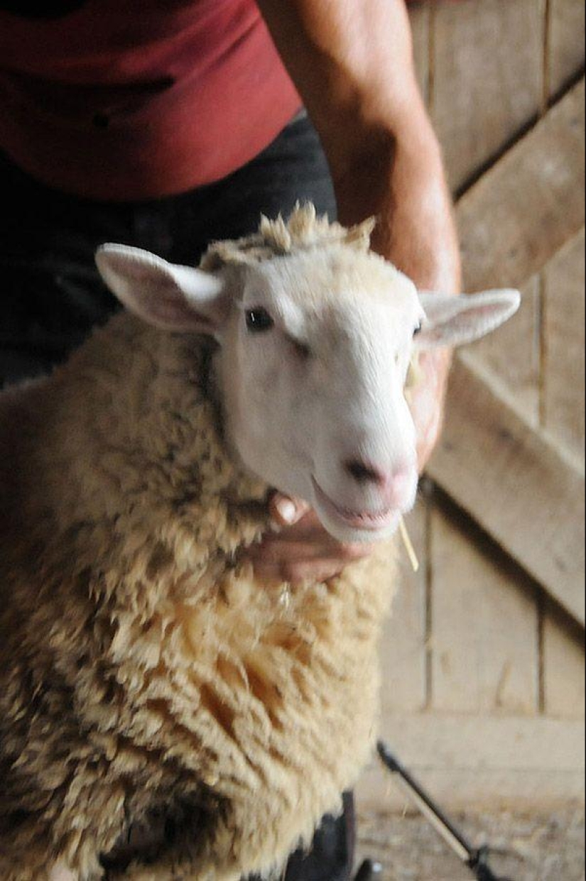 Maisy the adorable sheep Maisy the adorable sheep