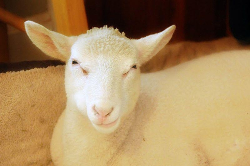 Maisy the adorable sheep Maisy the adorable sheep