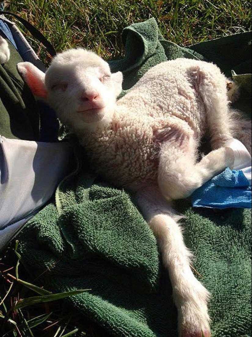 Maisy the adorable sheep Maisy the adorable sheep