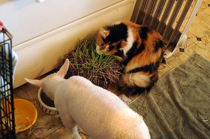 Maisy the adorable sheep Maisy the adorable sheep