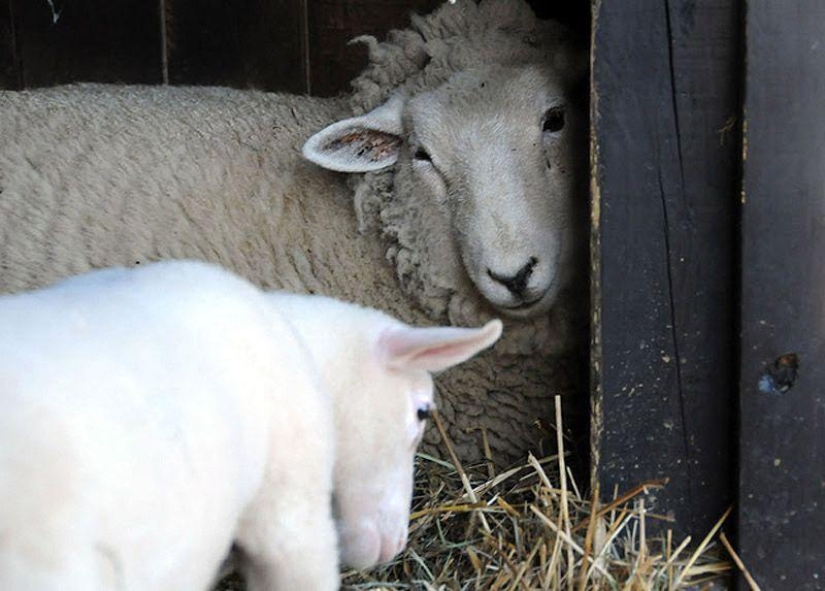 Maisy the adorable sheep Maisy the adorable sheep