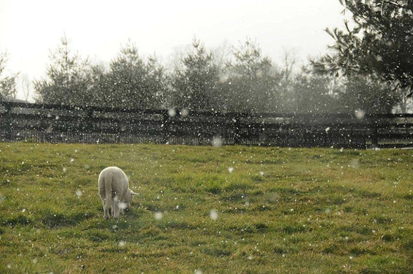 Maisy the adorable sheep Maisy the adorable sheep