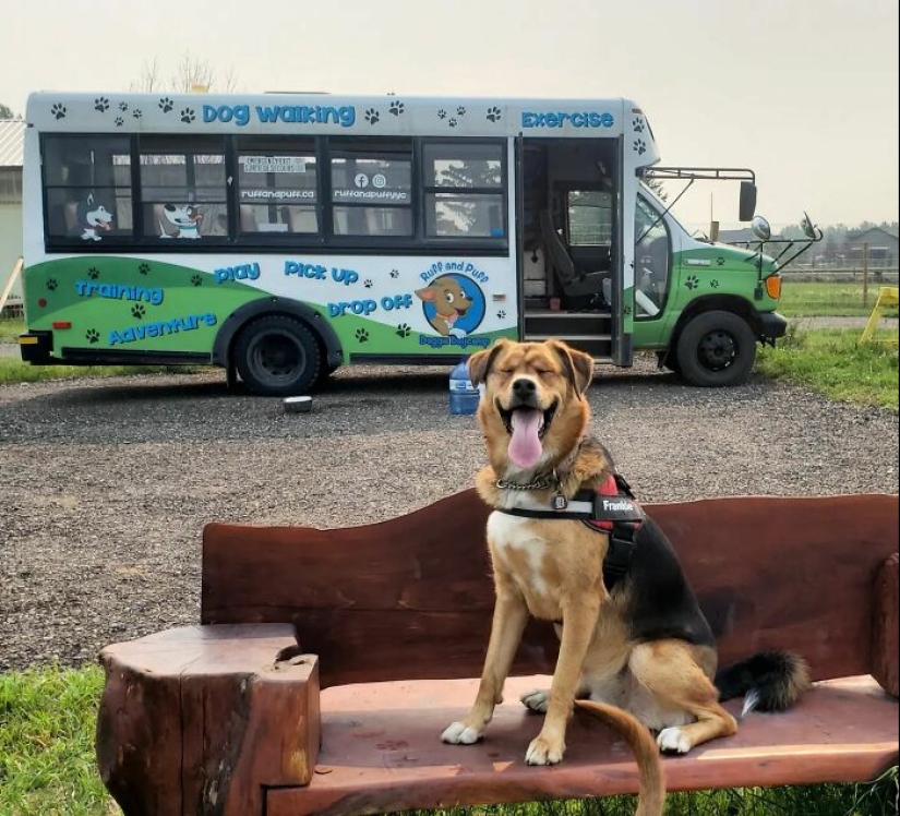 Man Created A Dog School Bus That Takes Pups On Daily Joyrides