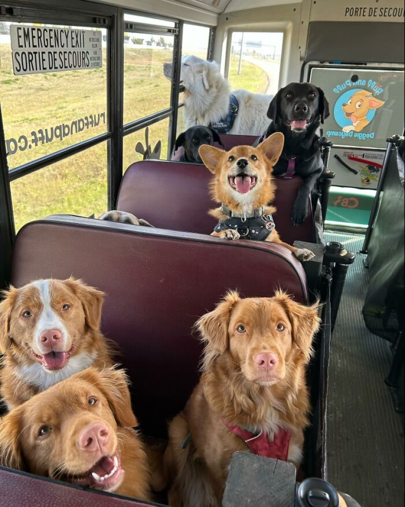 Man Created A Dog School Bus That Takes Pups On Daily Joyrides