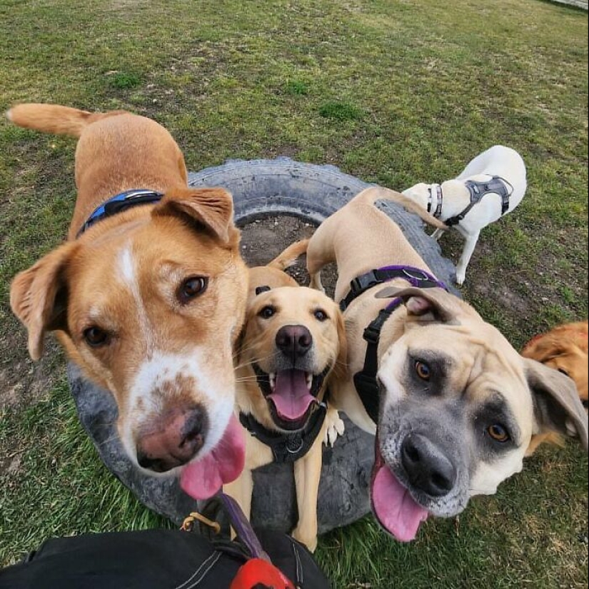 Man Created A Dog School Bus That Takes Pups On Daily Joyrides