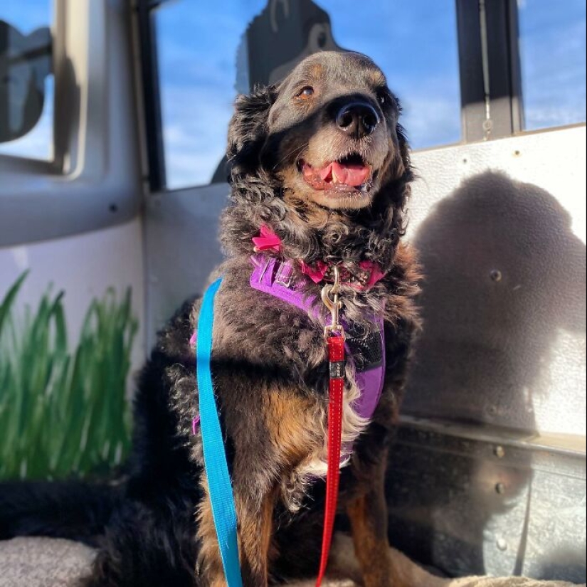 Man Created A Dog School Bus That Takes Pups On Daily Joyrides