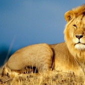 Man, stop! Animals that have halved in 40 years