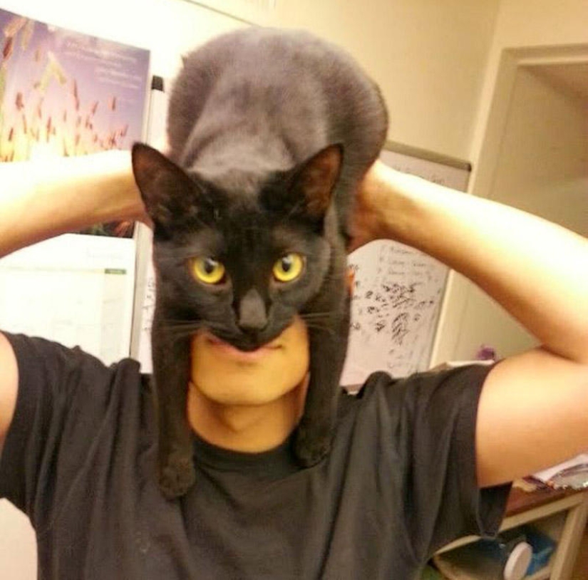 manía catman manía catman