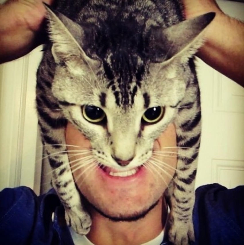 manía catman manía catman