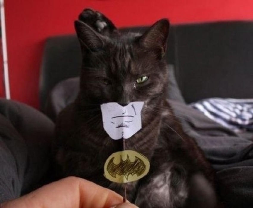 manía catman manía catman