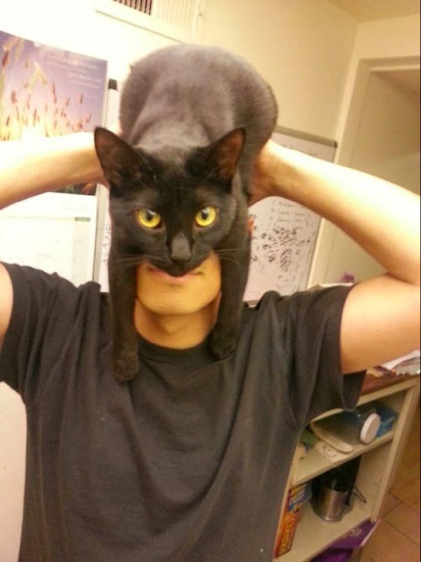 manía catman manía catman