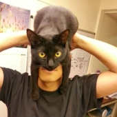 manía catman