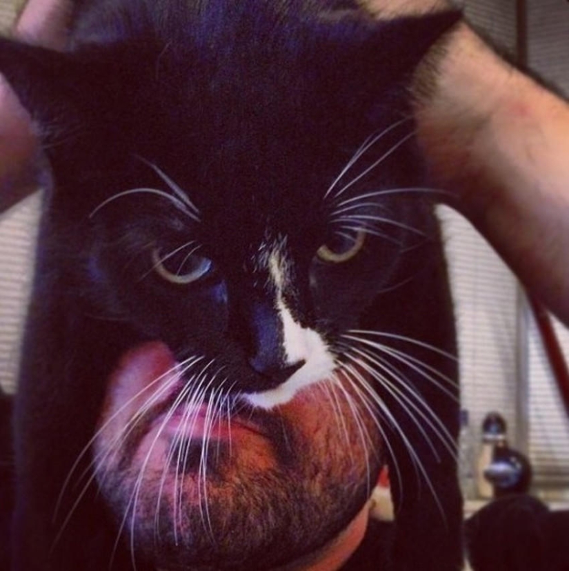 manía catman manía catman