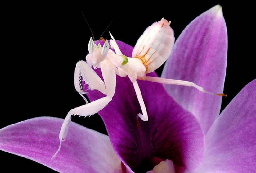 mantis religiosa orquidea