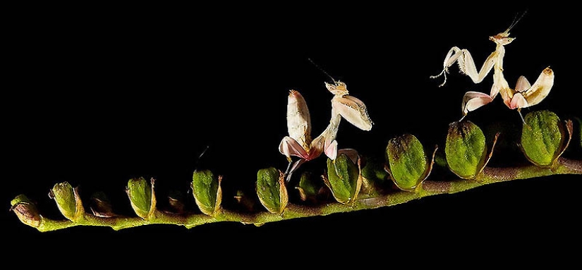 mantis religiosa orquidea