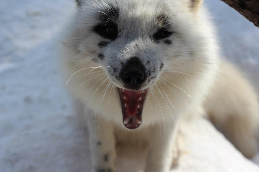 Manual fox named Spring