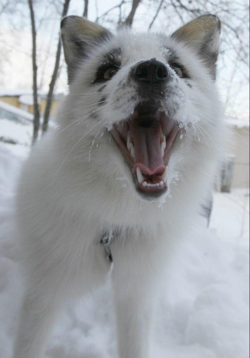 Manual fox named Spring