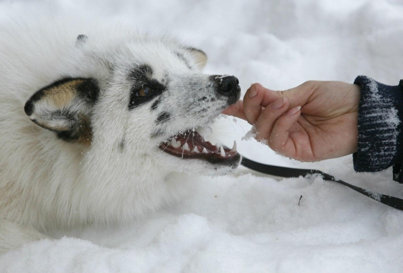 Manual fox named Spring