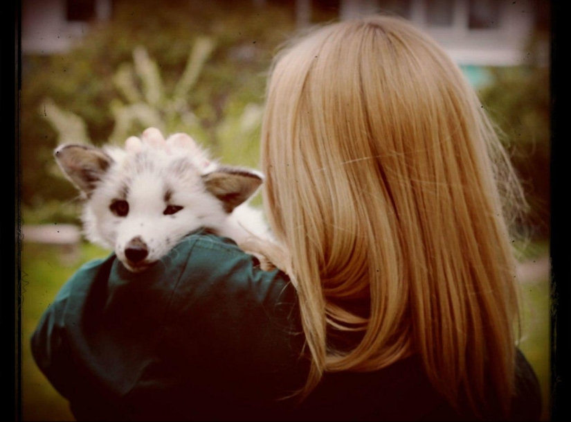 Manual fox named Spring