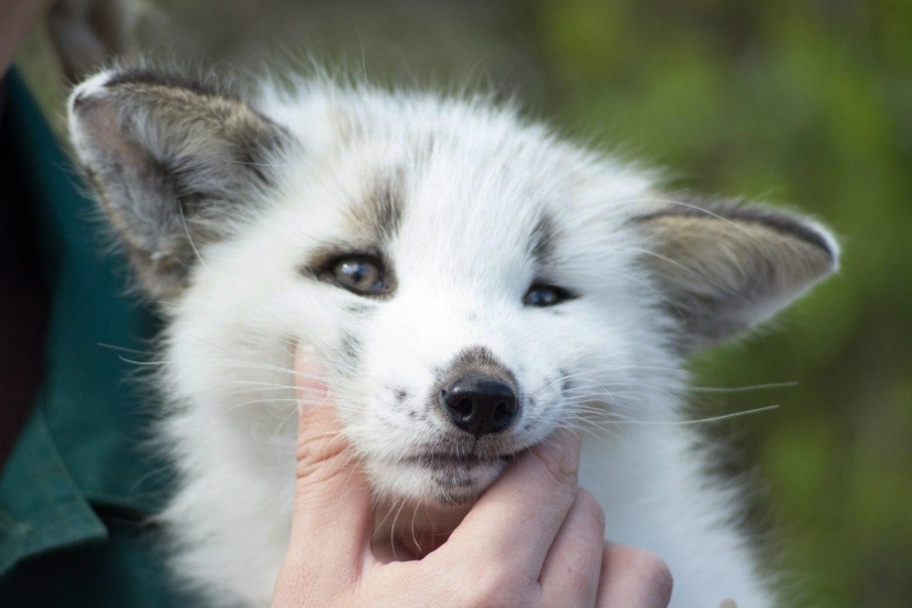 Manual fox named Spring