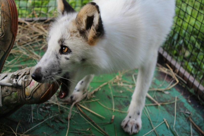 Manual fox named Spring