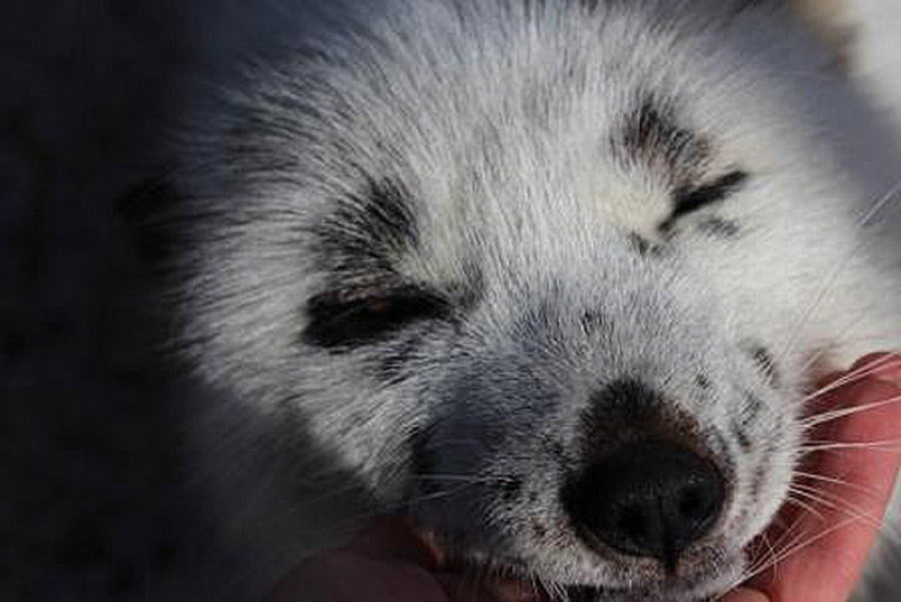 Manual fox named Spring