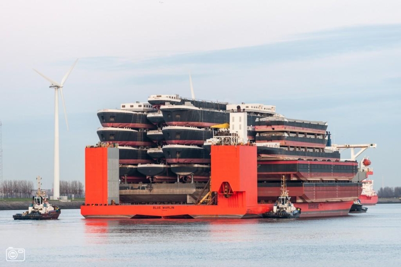 Marine Giant Blue Marlin Marine Giant Blue Marlin