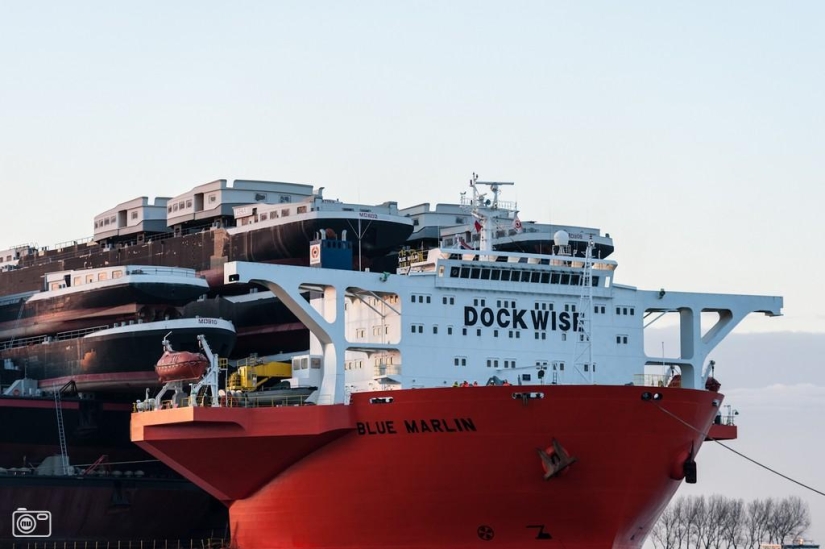 Marlín Azul Gigante Marino Marlín Azul Gigante Marino