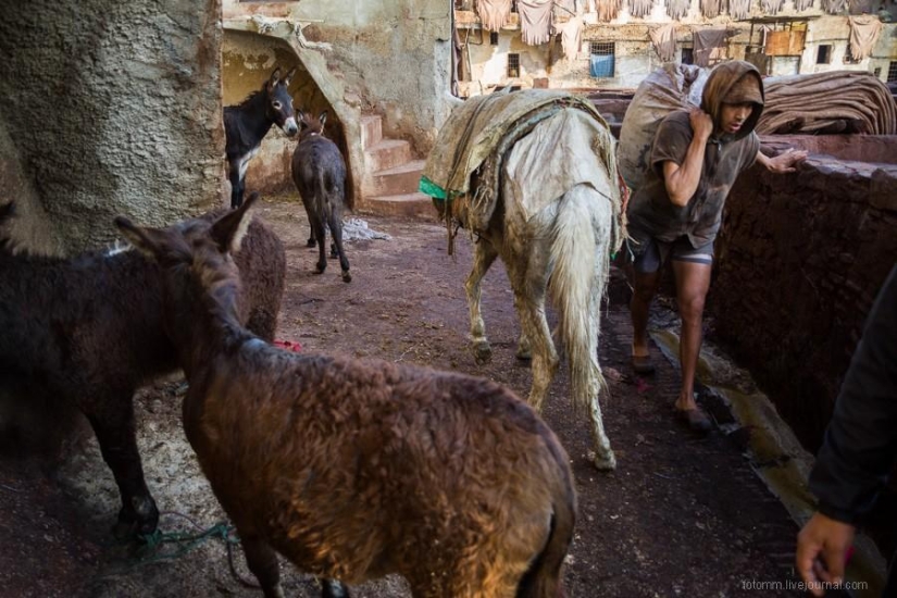 Marruecos: talleres de cuero de Fes