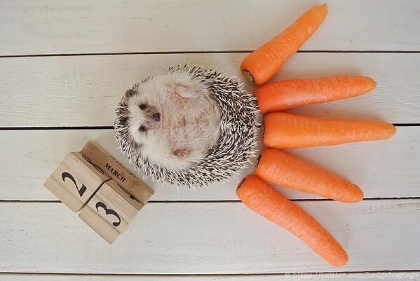 Marutaro es el erizo más emotivo Marutaro es el erizo más emotivo