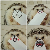 Marutaro es el erizo más emotivo