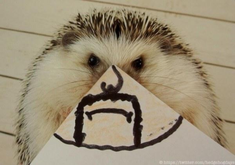 Marutaro es el erizo más emotivo Marutaro es el erizo más emotivo
